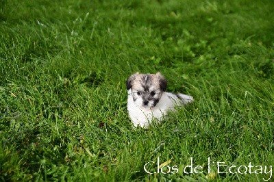 CHIPIE pour Séverine