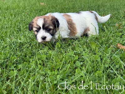 CHIOT 2