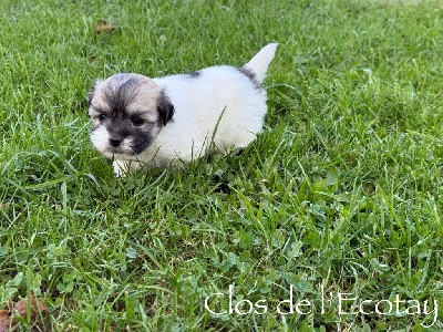 CHIPIE pour Séverine