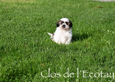 CHIOT 6