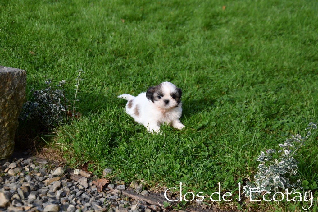 Du Clos De L'Ecotay - Chiot disponible  - Shih Tzu