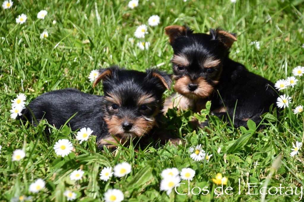 chiot Yorkshire Terrier Du Clos De L'Ecotay