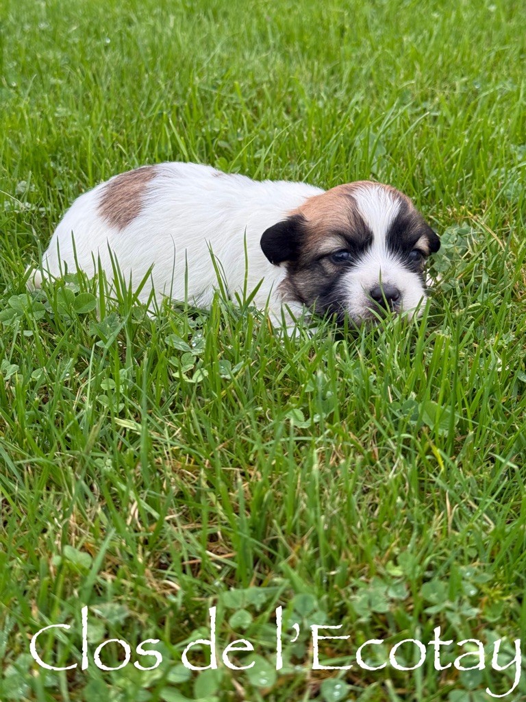 Du Clos De L'Ecotay - Chiot disponible  - Coton de Tulear