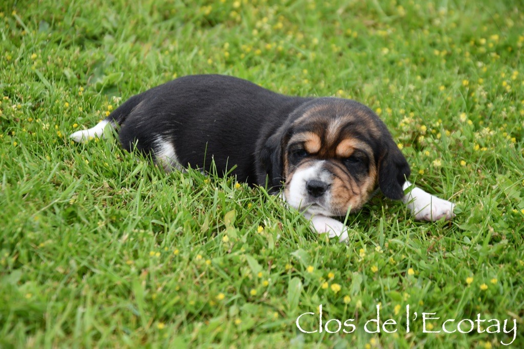 Du Clos De L'Ecotay - Chiot disponible  - Beagle