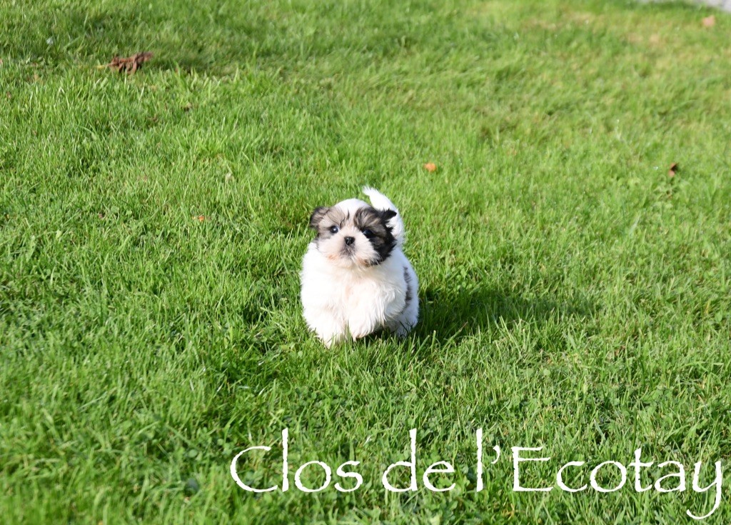 Du Clos De L'Ecotay - Chiot disponible  - Shih Tzu