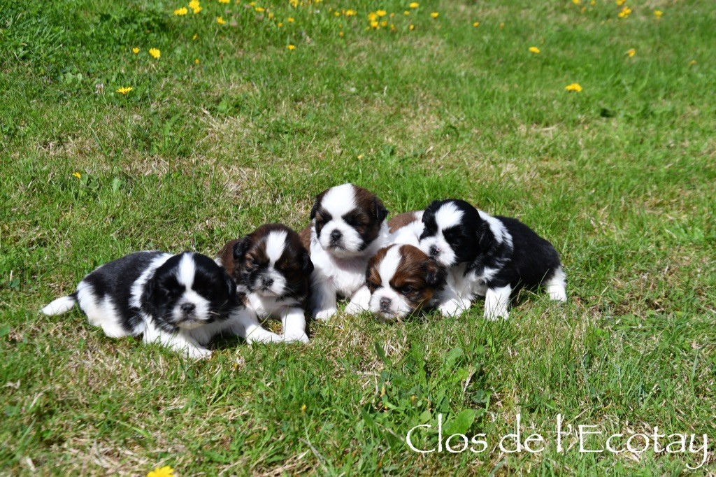 chiot Shih Tzu Du Clos De L'Ecotay