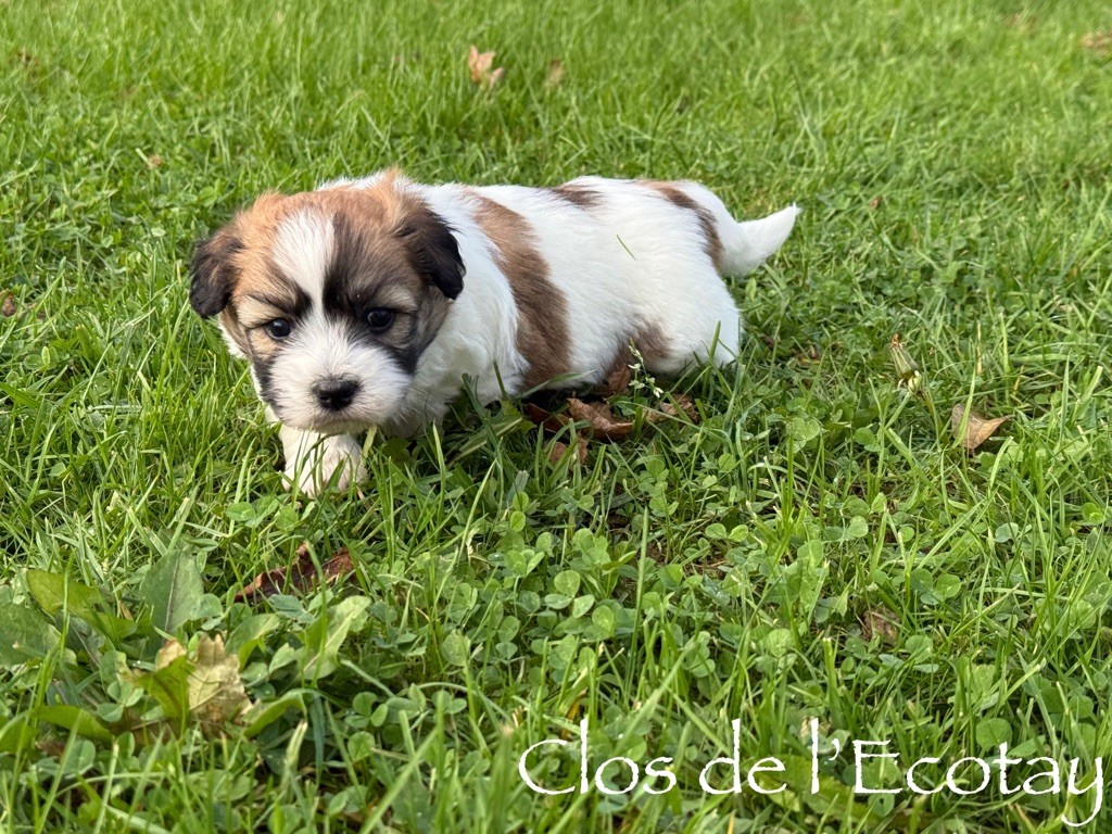 Du Clos De L'Ecotay - Chiot disponible  - Coton de Tulear