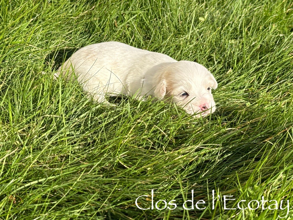 Du Clos De L'Ecotay - Chiot disponible  - Coton de Tulear