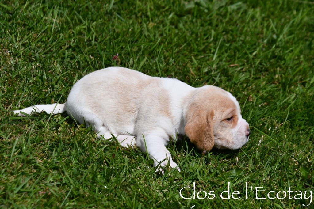 Du Clos De L'Ecotay - Chiot disponible  - Beagle