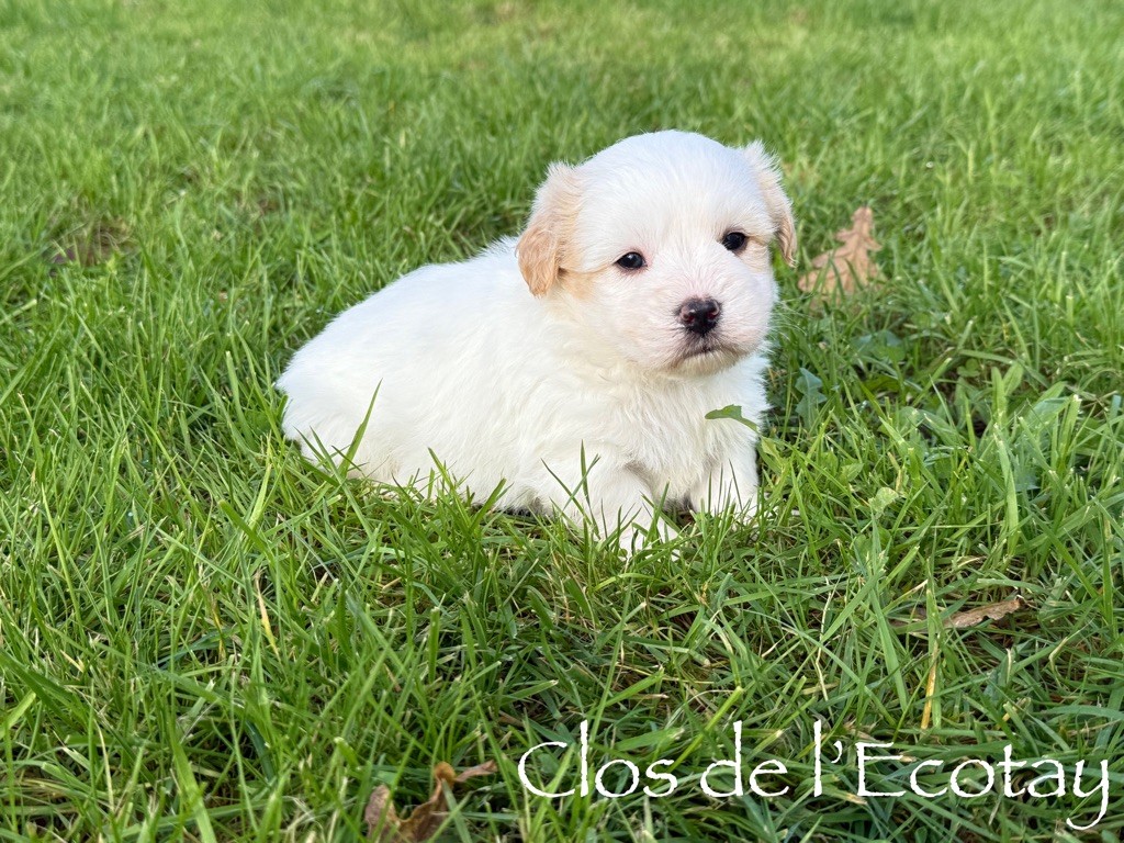 Du Clos De L'Ecotay - Chiot disponible  - Coton de Tulear