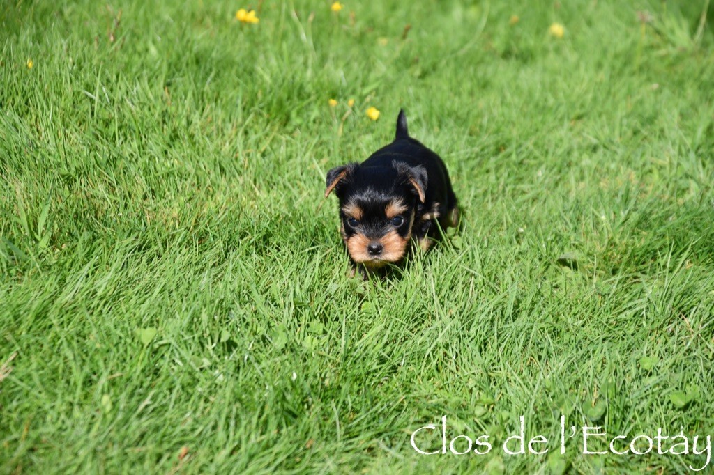 Du Clos De L'Ecotay - Chiot disponible  - Yorkshire Terrier