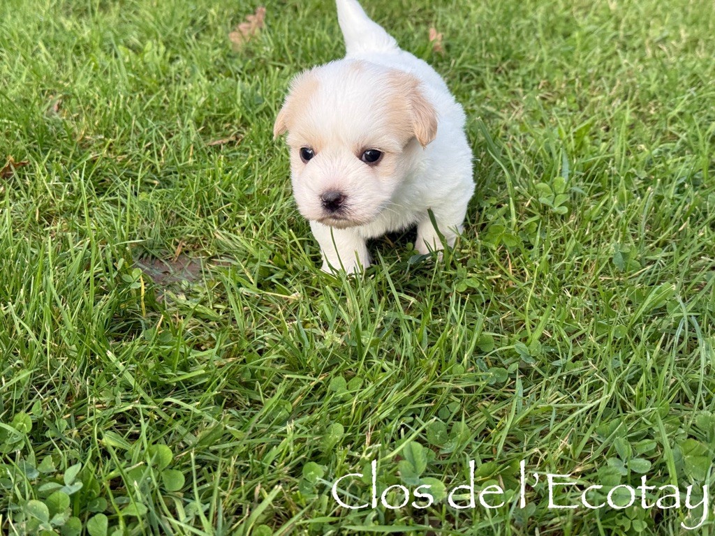 Du Clos De L'Ecotay - Chiot disponible  - Coton de Tulear