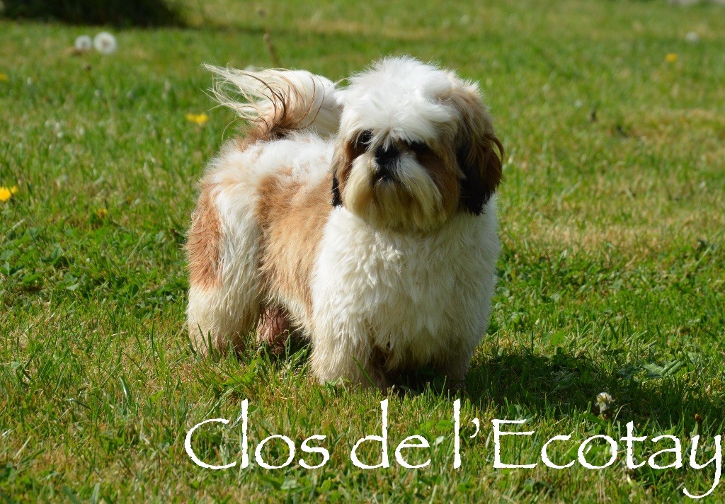 Ouessant Teenangel