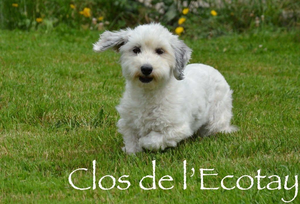Oprah Du Clos De L'Ecotay