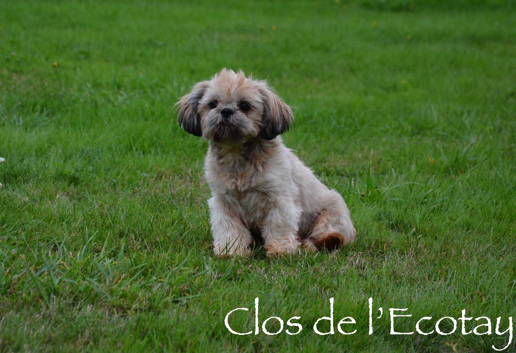 Opaline Du Clos De L'Ecotay