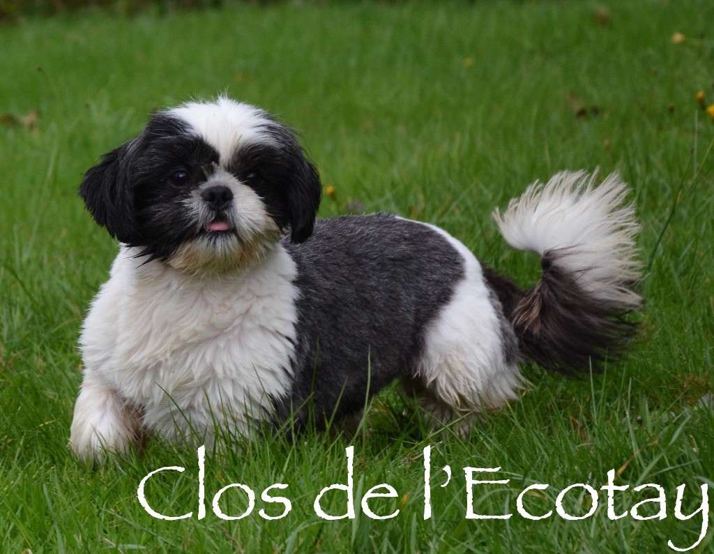 Ornela Du Clos De L'Ecotay
