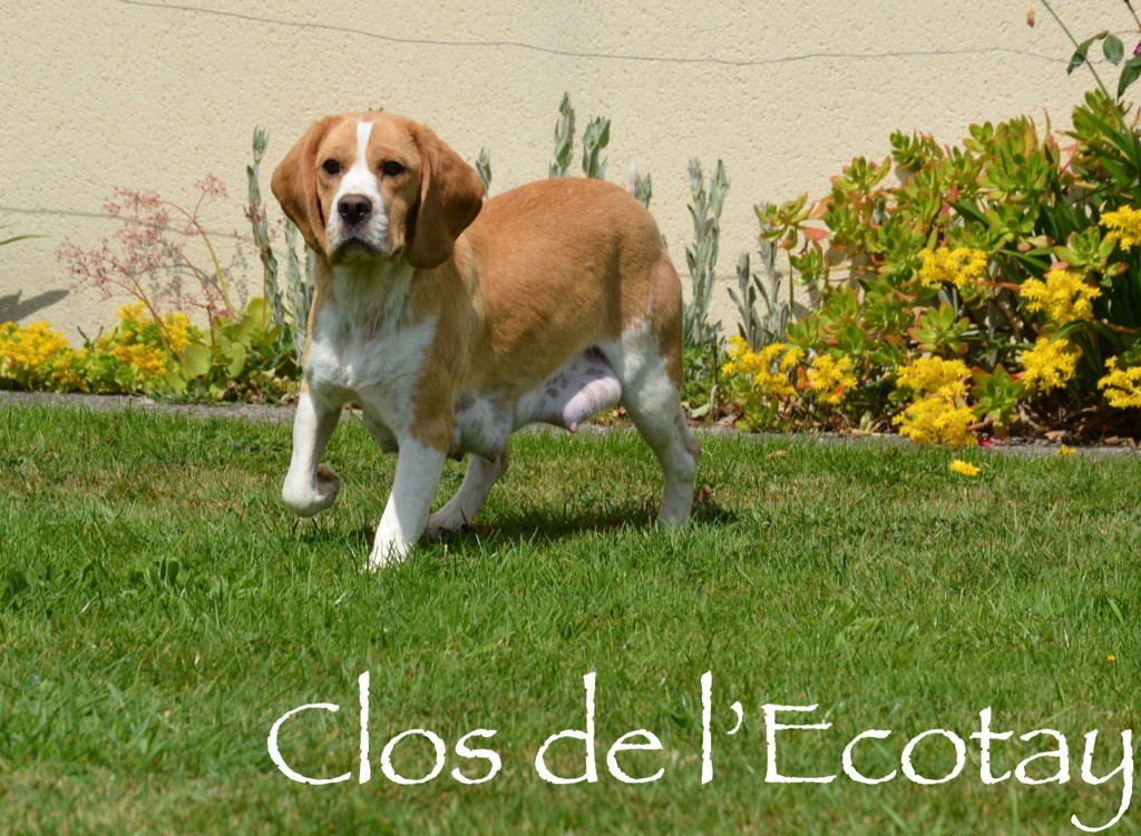 Reygin Du Clos De L'Ecotay