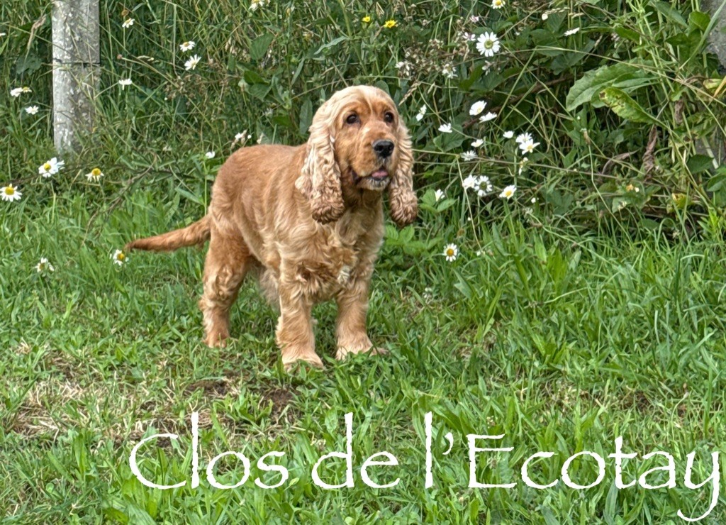 Roxane des terres de bourguenailles