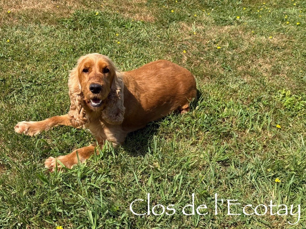 Sokiss Du Clos De L'Ecotay