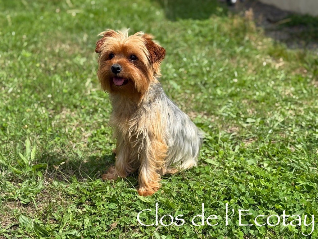 Twinny Du Clos De L'Ecotay
