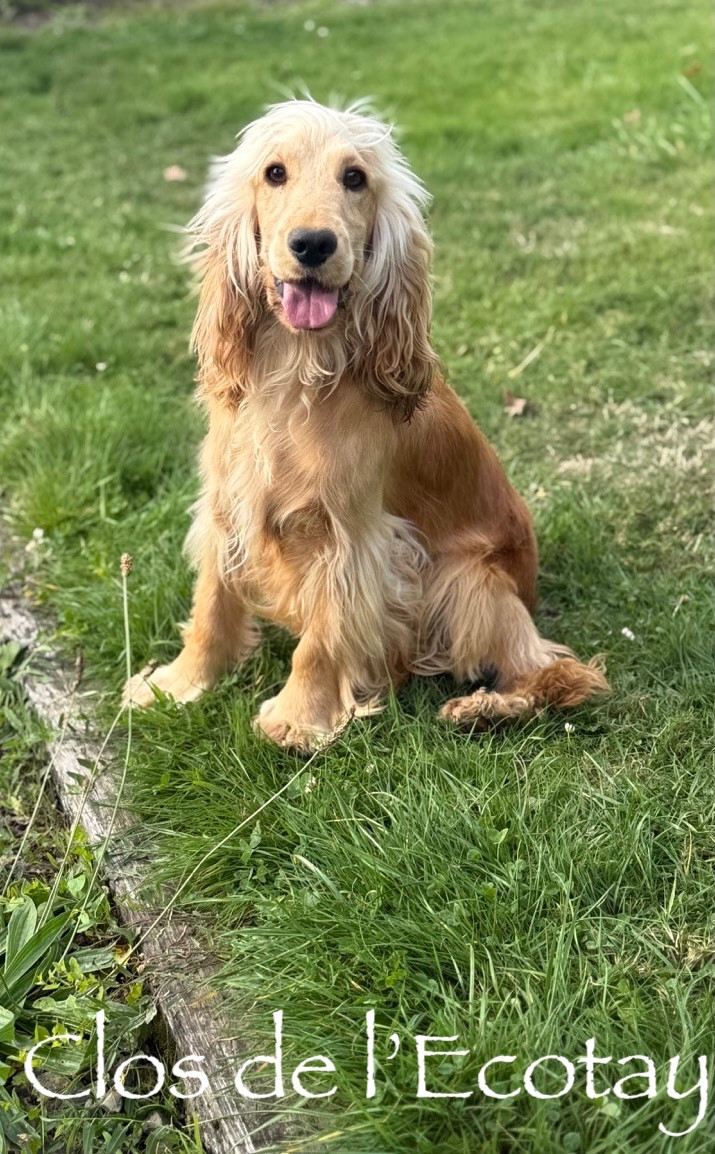 Versace Du Clos De L'Ecotay