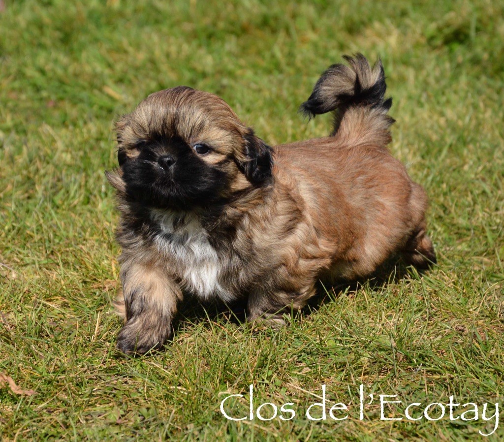 Visite chiot