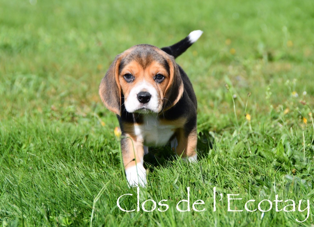 Visite chiots