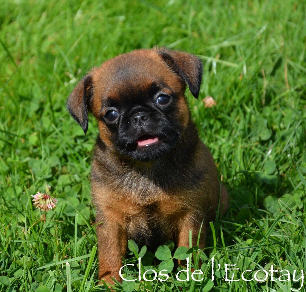 Visite chiot