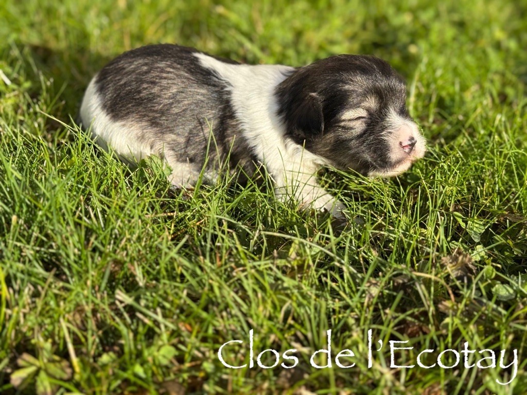 Du Clos De L'Ecotay - Chiots disponibles - Coton de Tulear