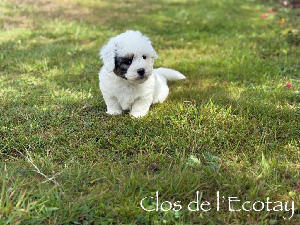 Du Clos De L'Ecotay - Chiots disponibles - Coton de Tulear