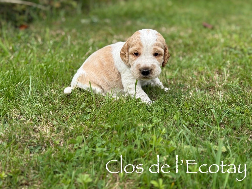 Du Clos De L'Ecotay - Chiots disponibles - Cocker Spaniel Anglais