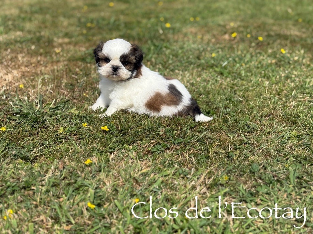 Du Clos De L'Ecotay - Chiots disponibles - Shih Tzu