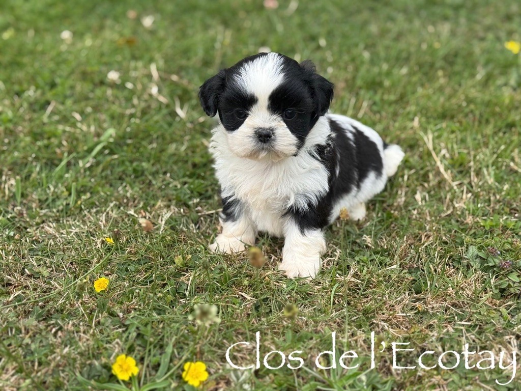 Du Clos De L'Ecotay - Chiots disponibles - Shih Tzu