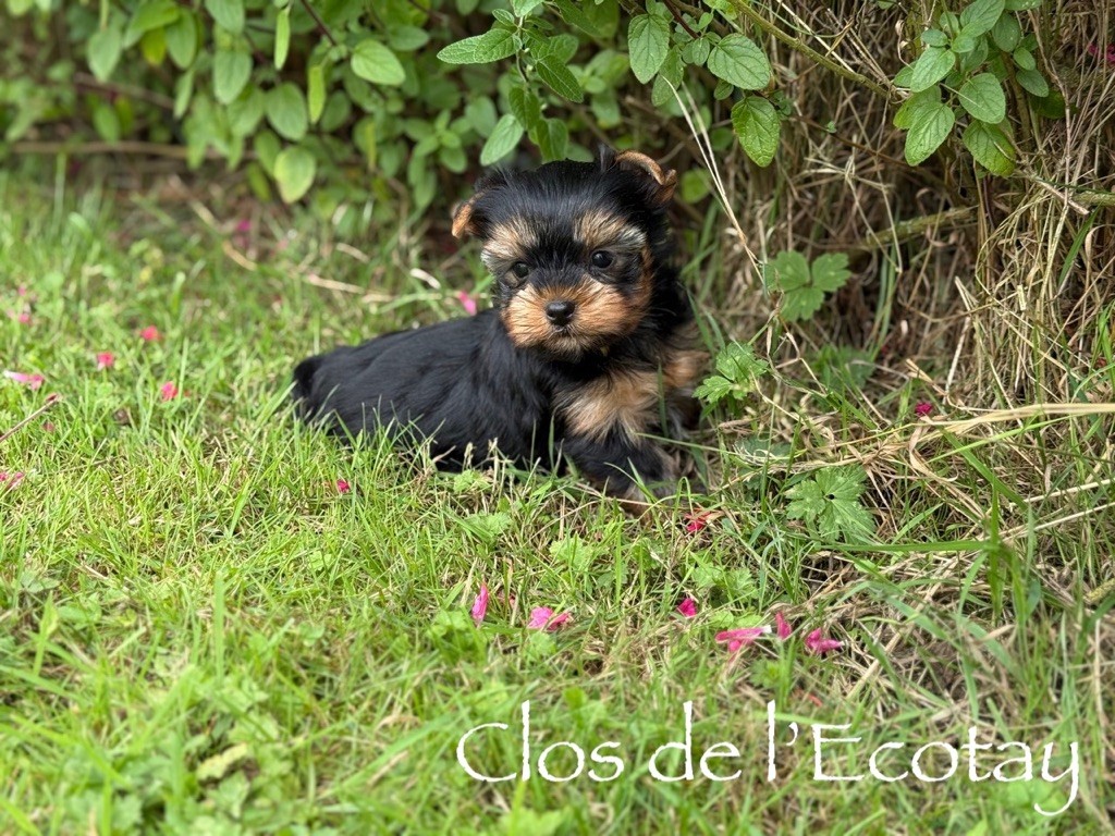 Du Clos De L'Ecotay - Yorkshire Terrier - Portée née le 13/06/2025