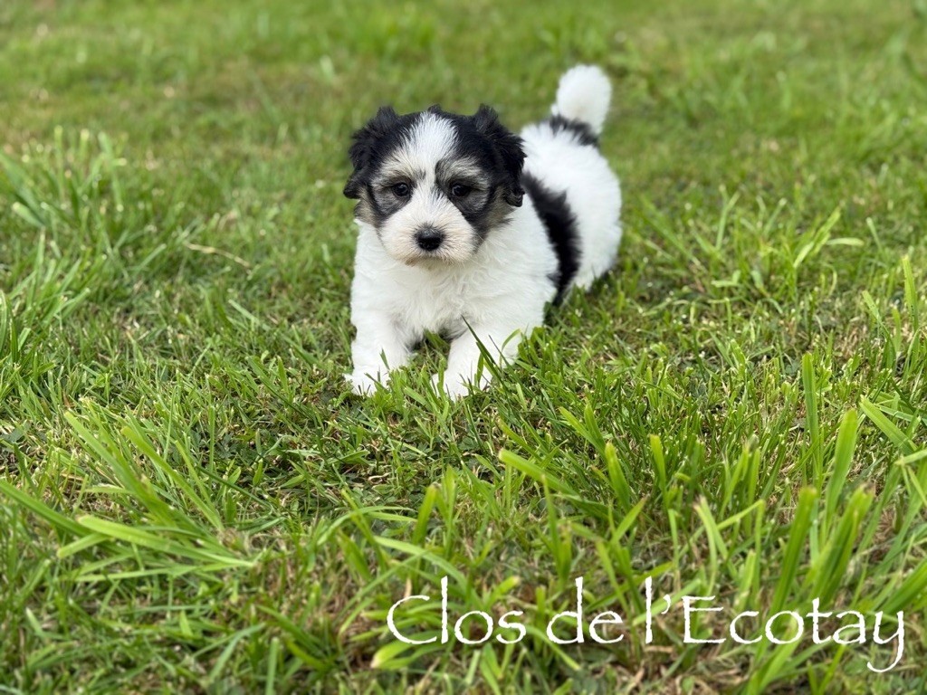 Du Clos De L'Ecotay - Coton de Tulear - Portée née le 24/06/2025