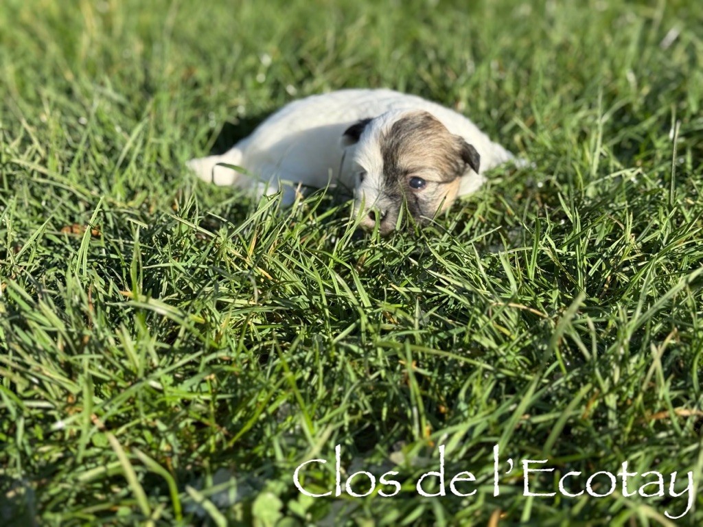 Du Clos De L'Ecotay - Chiots disponibles - Coton de Tulear