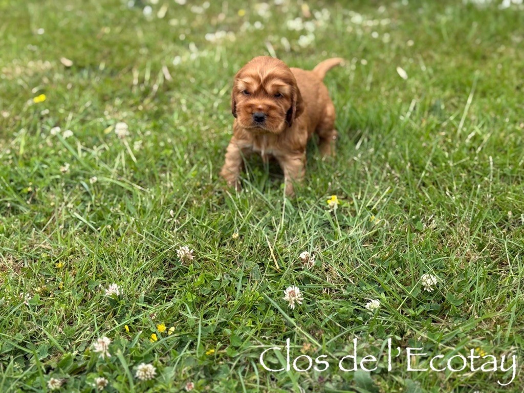 Du Clos De L'Ecotay - Chiots disponibles - Cocker Spaniel Anglais