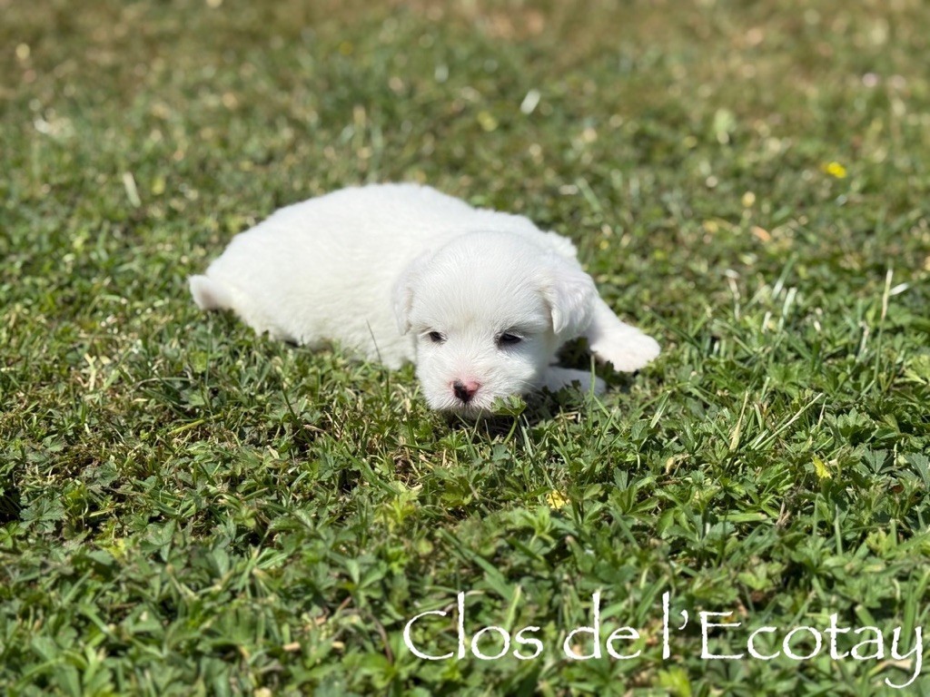 Du Clos De L'Ecotay - Chiots disponibles - Coton de Tulear