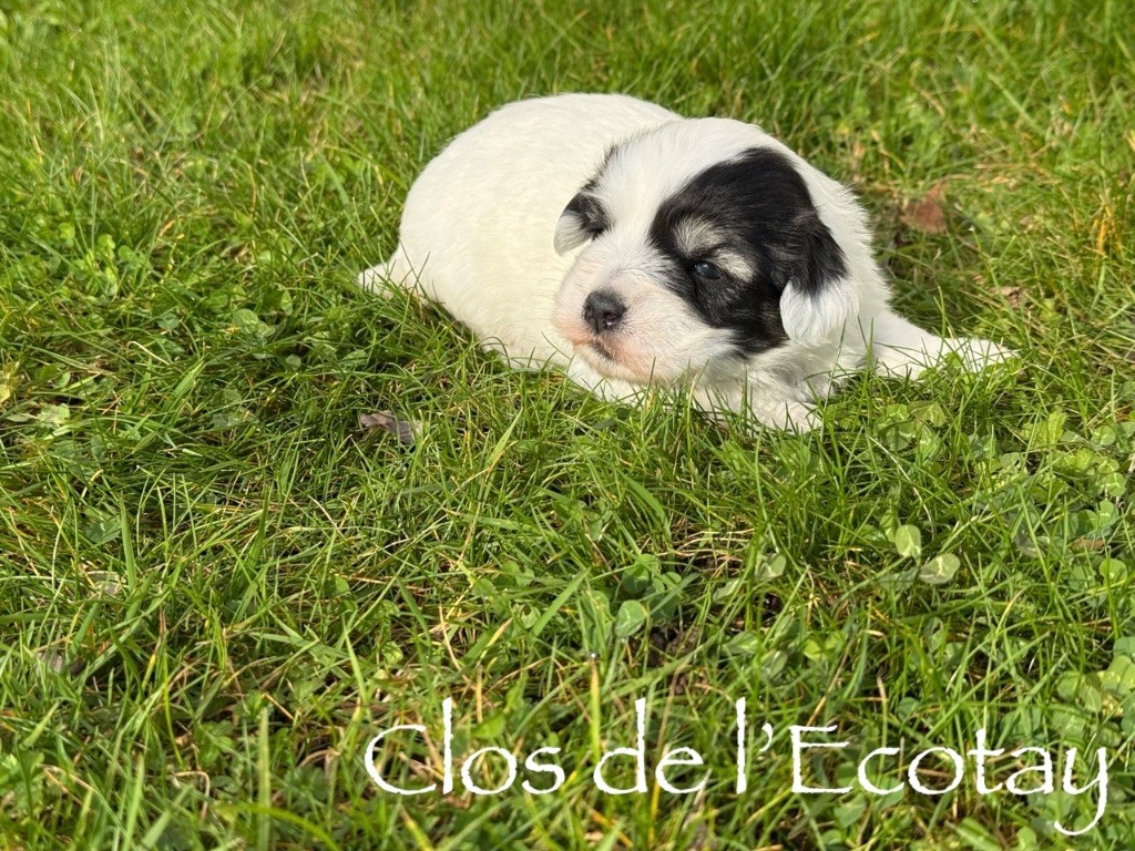 Du Clos De L'Ecotay - Chiots disponibles - Coton de Tulear