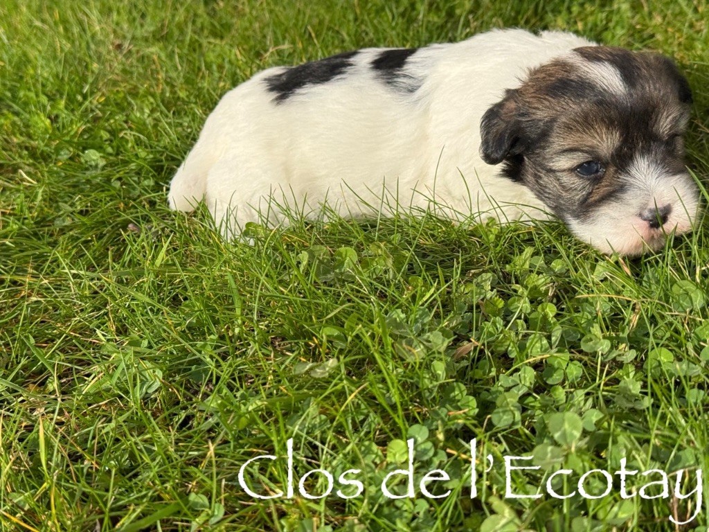 Du Clos De L'Ecotay - Chiots disponibles - Coton de Tulear