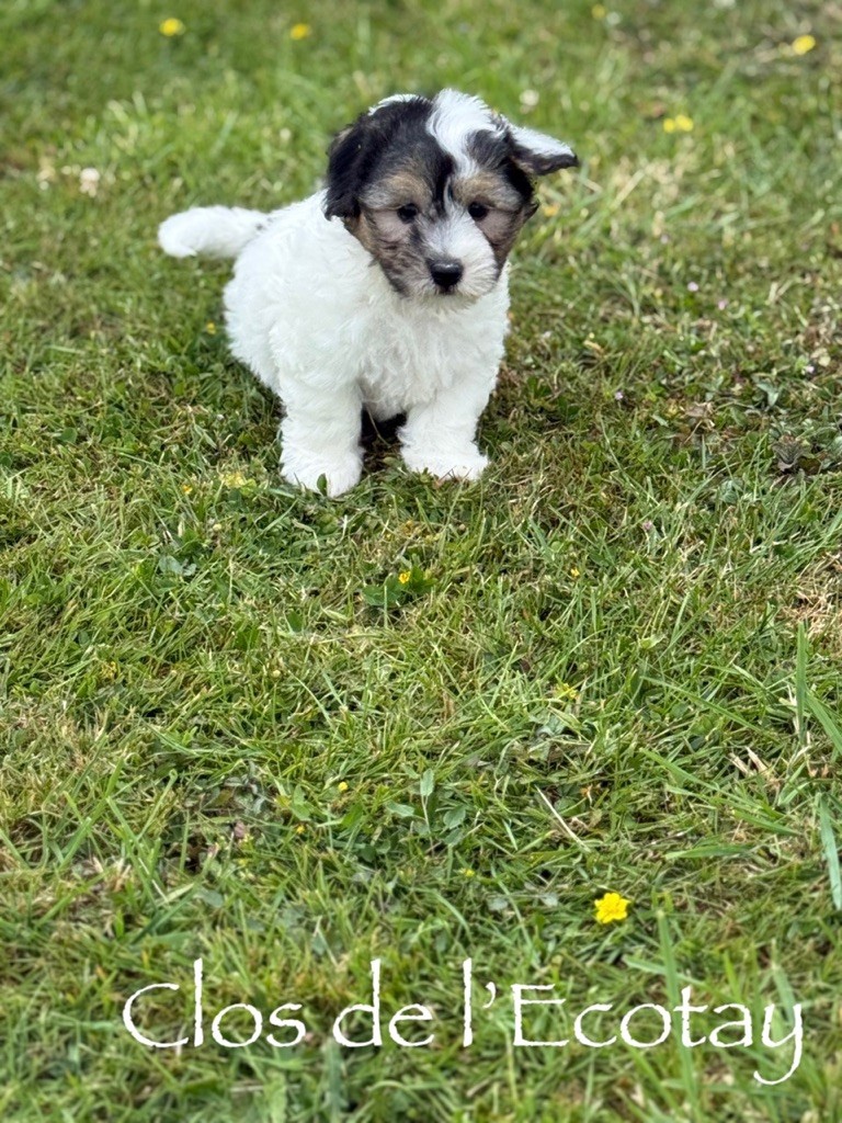 Du Clos De L'Ecotay - Chiots disponibles - Coton de Tulear