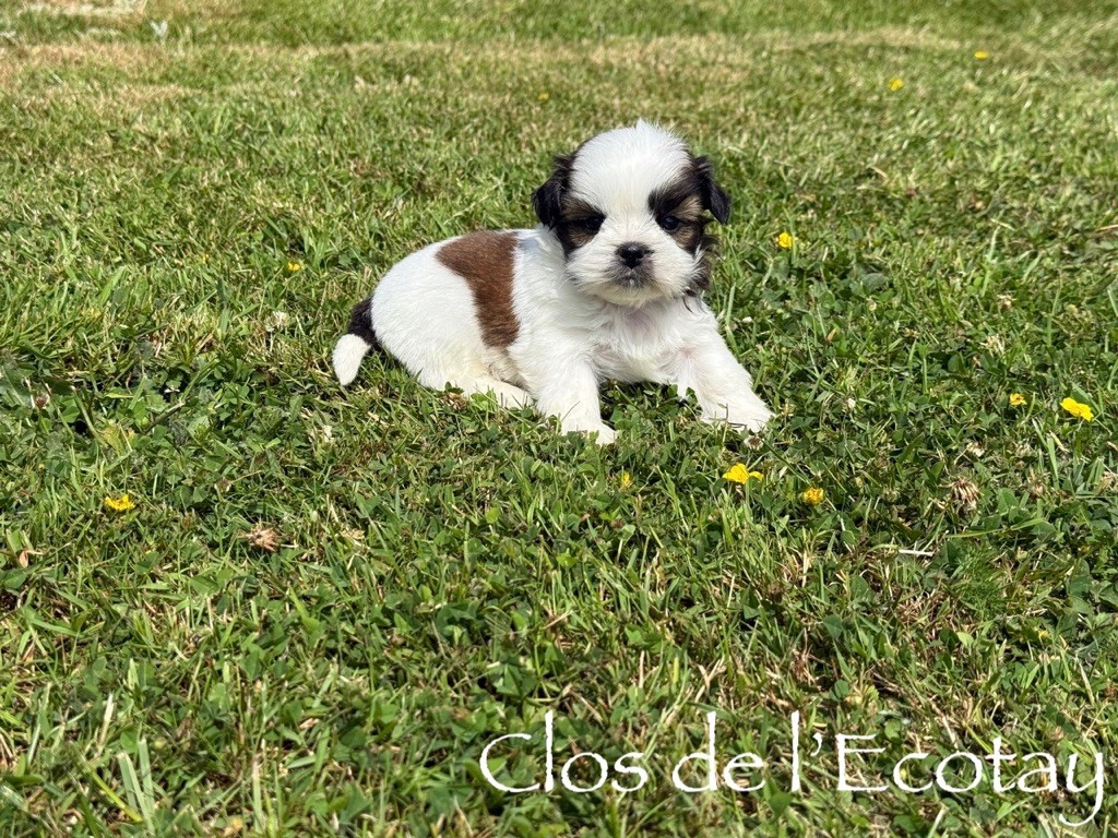 Du Clos De L'Ecotay - Chiots disponibles - Shih Tzu