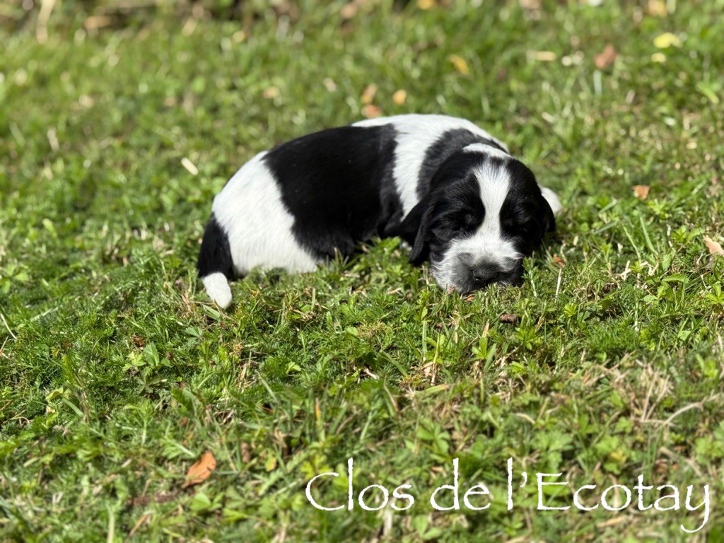 Du Clos De L'Ecotay - Chiots disponibles - Cocker Spaniel Anglais