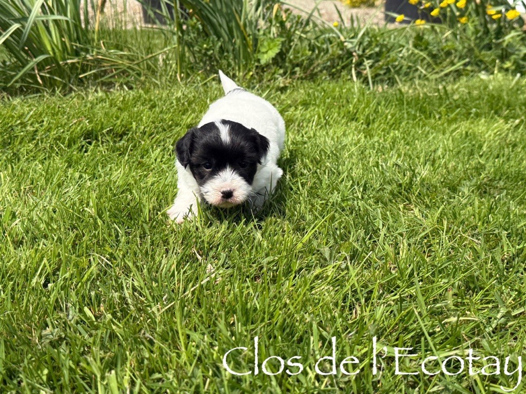 Du Clos De L'Ecotay - Chiots disponibles - Coton de Tulear