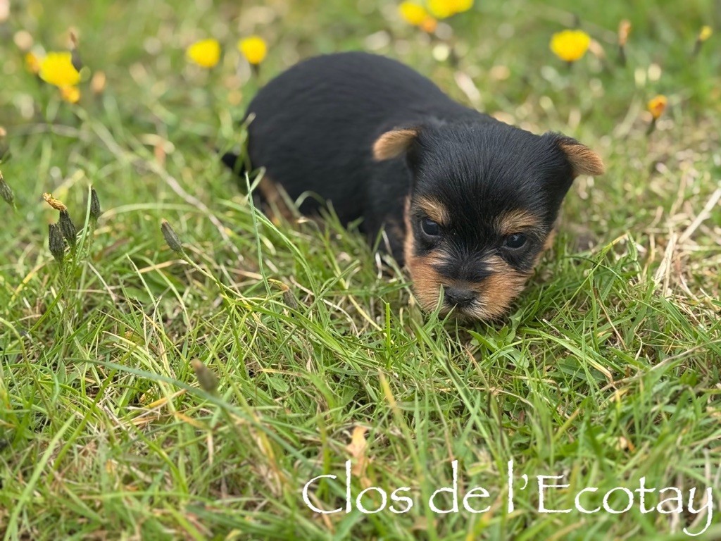 Du Clos De L'Ecotay - Chiots disponibles - Yorkshire Terrier