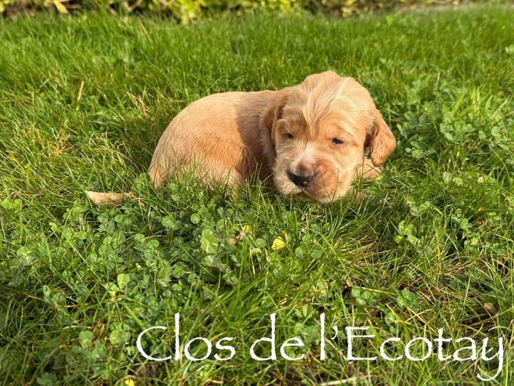 Du Clos De L'Ecotay - Chiots disponibles - Cocker Spaniel Anglais