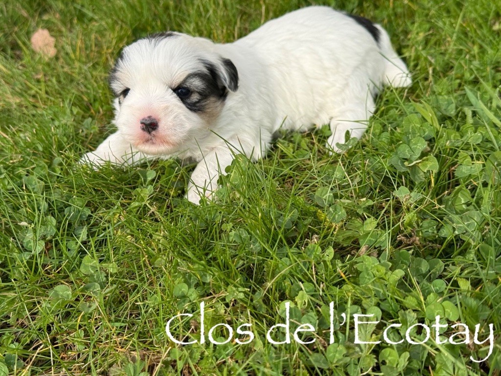 Du Clos De L'Ecotay - Chiots disponibles - Coton de Tulear