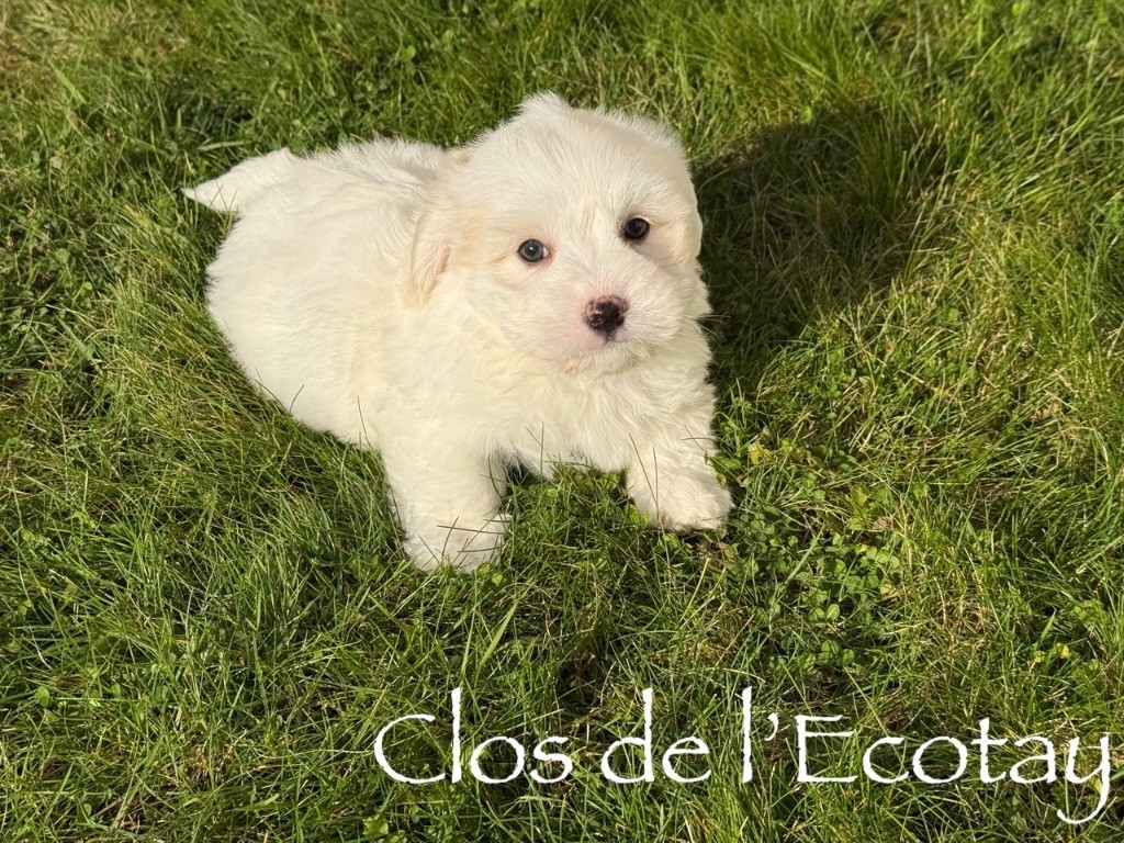 Du Clos De L'Ecotay - Coton de Tulear - Portée née le 11/11/2025