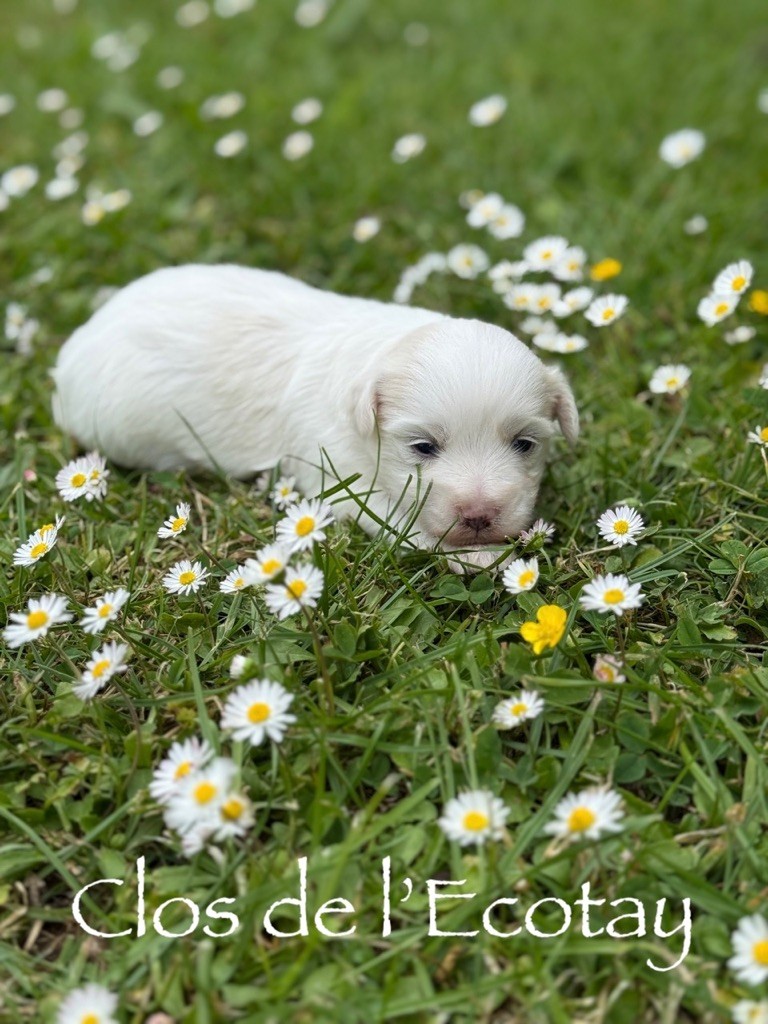Du Clos De L'Ecotay - Chiots disponibles - Coton de Tulear