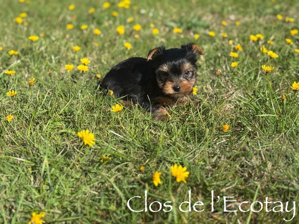 Du Clos De L'Ecotay - Chiots disponibles - Yorkshire Terrier